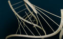 DNA Junction